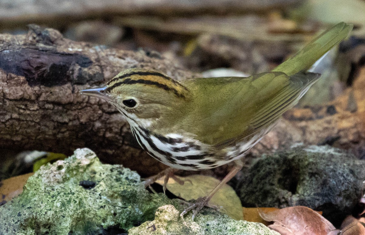 Ovenbird - ML100310881