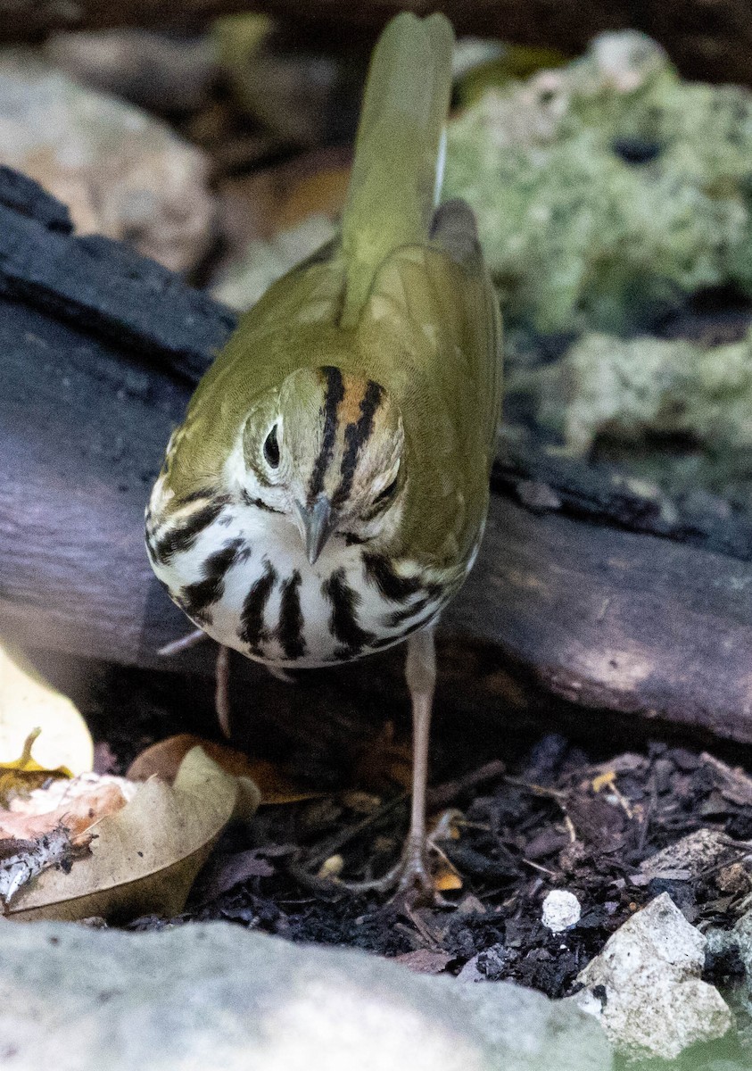 Ovenbird - ML100310921