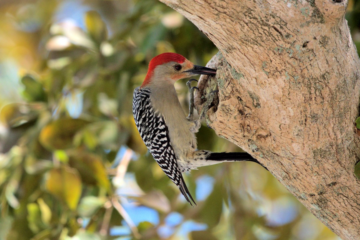 Red-bellied Woodpecker - ML100311301