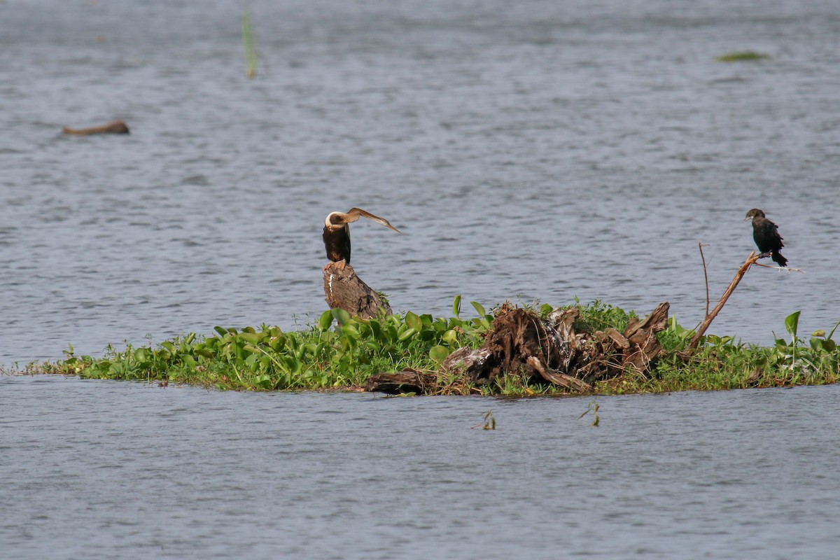 Anhinga Asiática - ML100313471