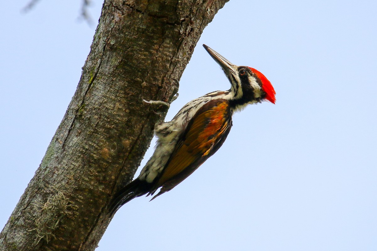 White-naped Woodpecker - Tommy Pedersen