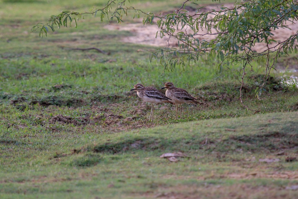 Indian Thick-knee - ML100313871