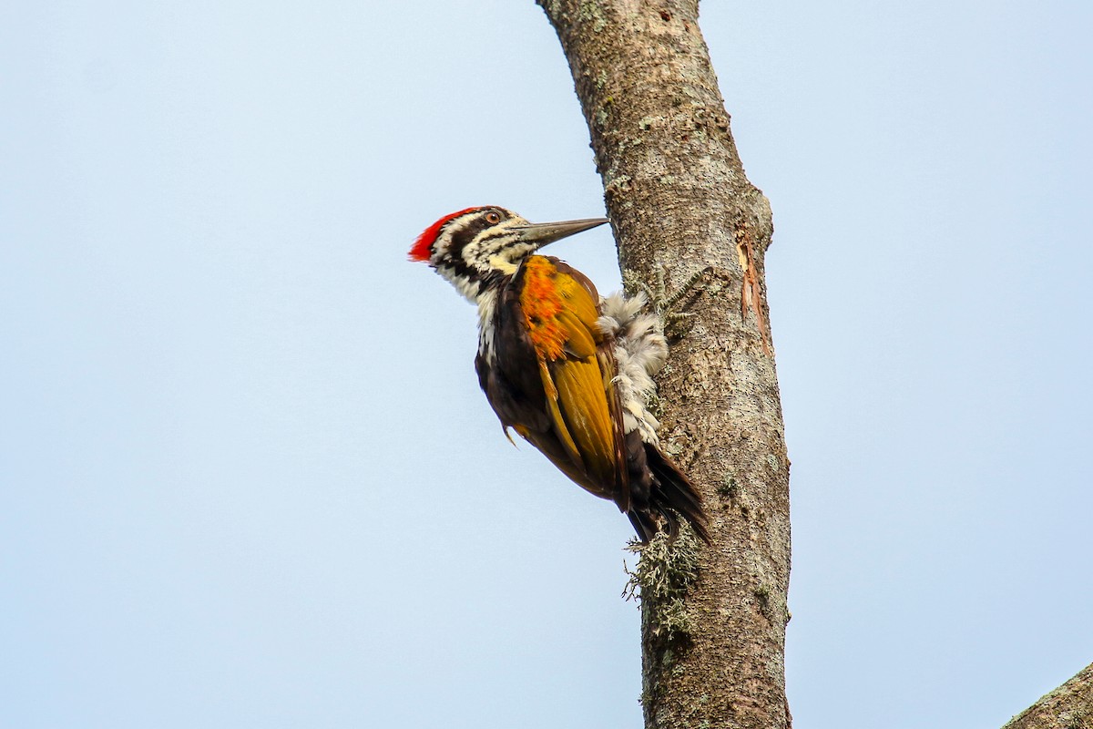 White-naped Woodpecker - Tommy Pedersen