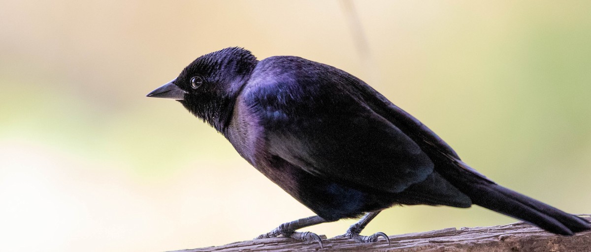 Shiny Cowbird - ML100314941