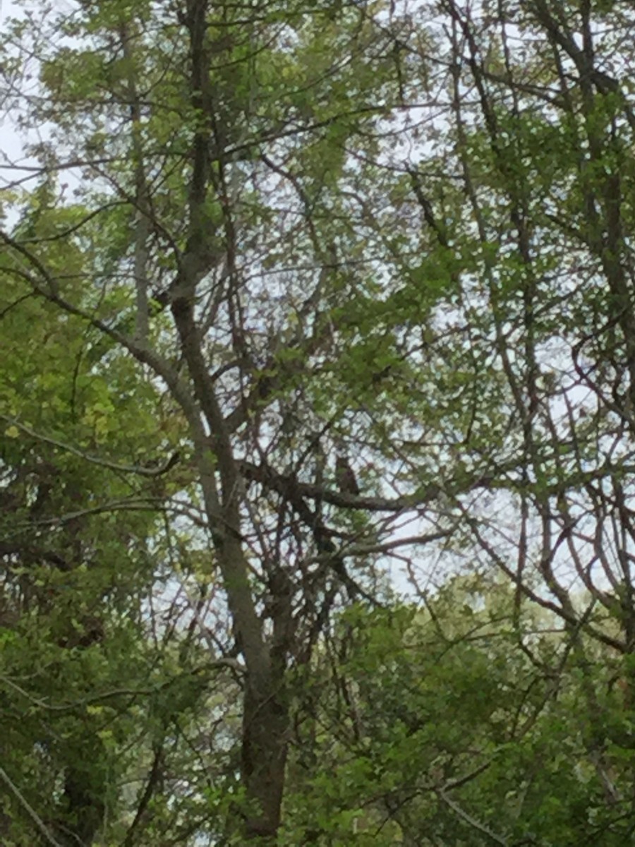 Great Horned Owl - Christopher Gangemi