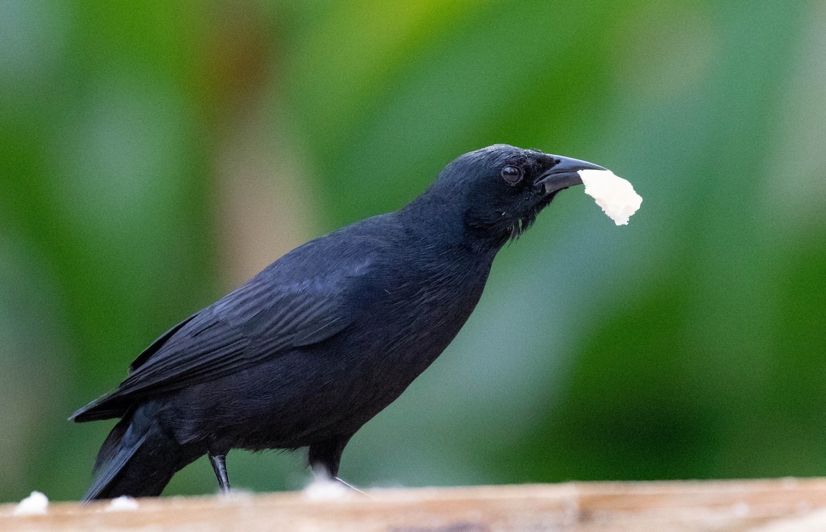 Cuban Blackbird - Mel Senac