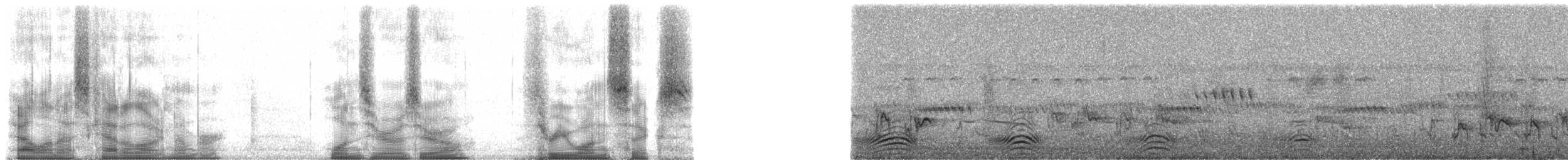 Purple Roller - ML100316