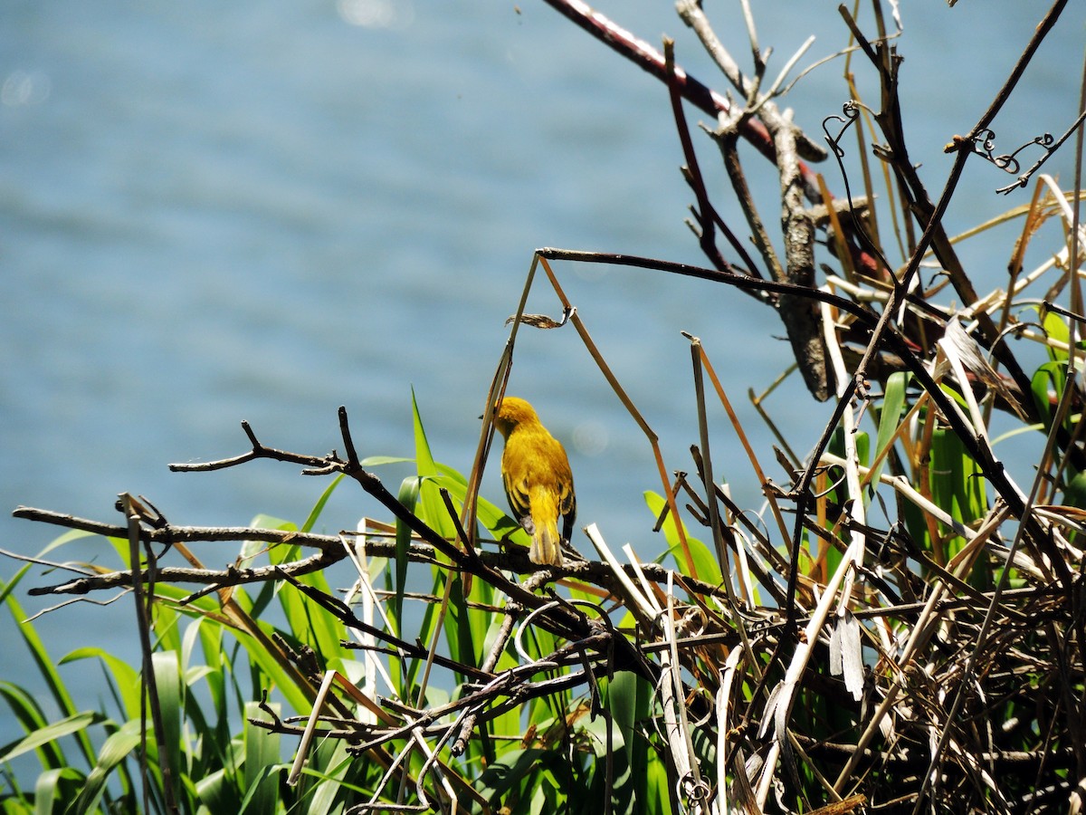 Yellow Warbler - ML100317111