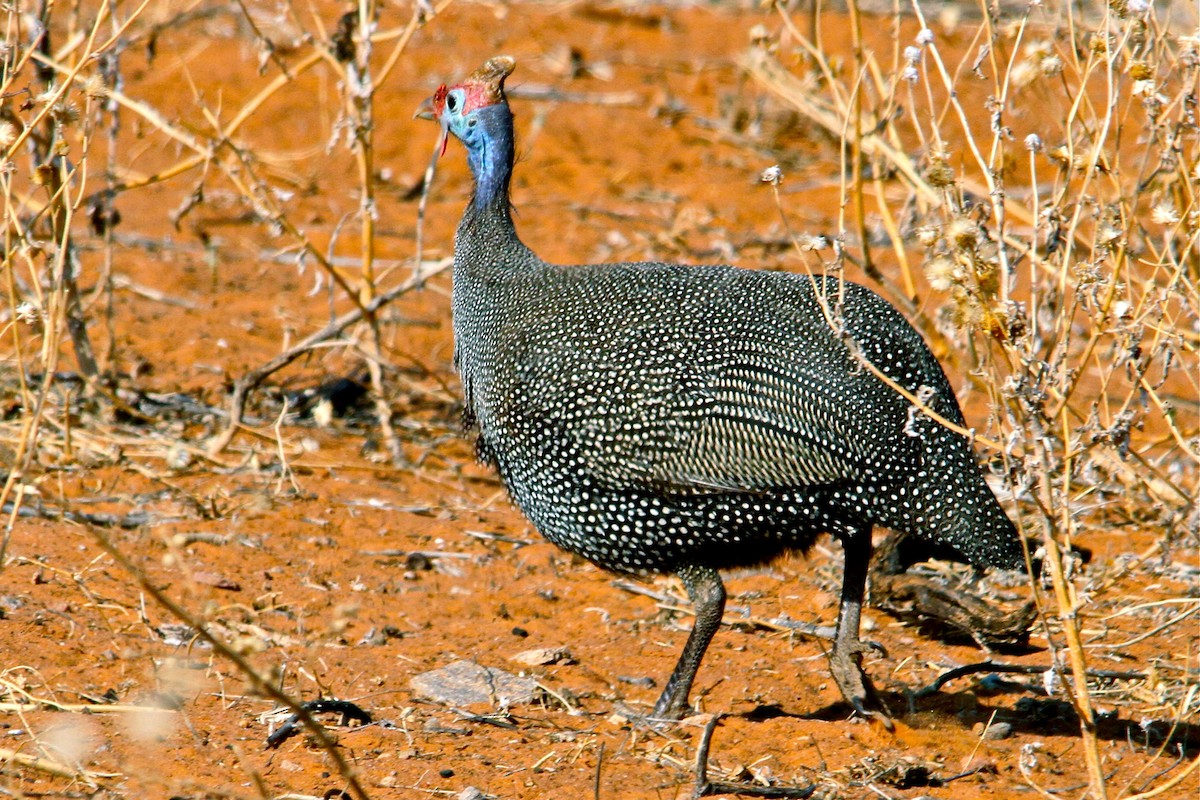 Helmeted Guineafowl - ML100319831