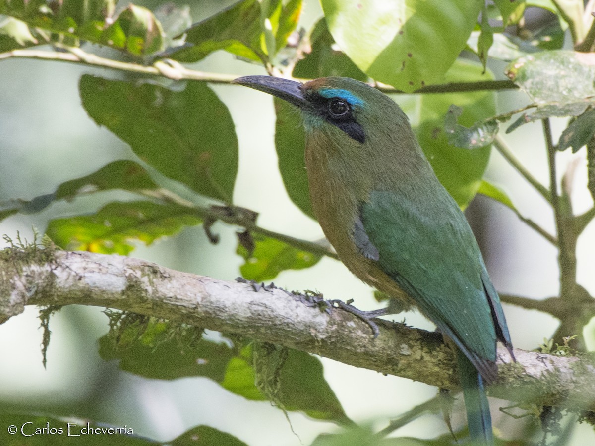 Keel-billed Motmot - ML100321401