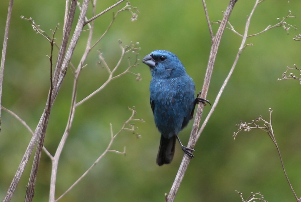 Glaucous-blue Grosbeak - ML100321411