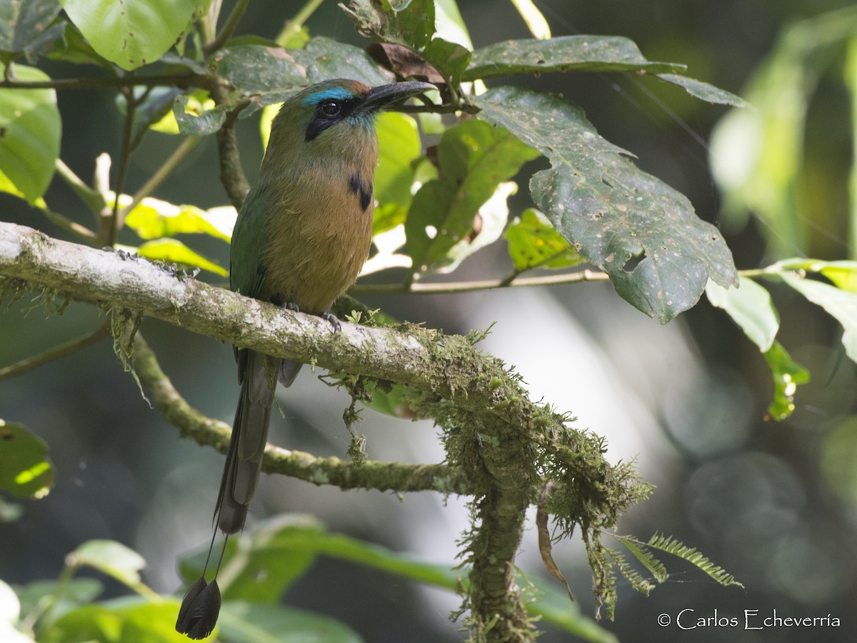 Keel-billed Motmot - ML100321431