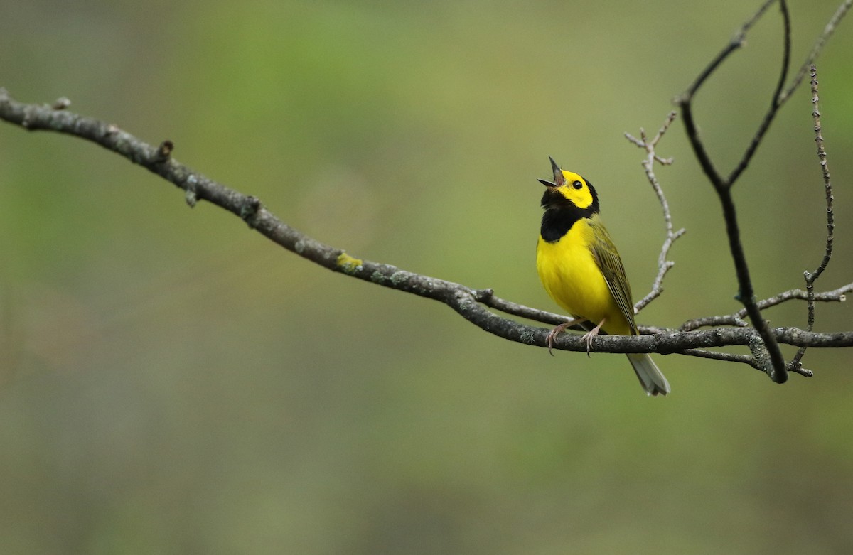 Hooded Warbler - ML100321721