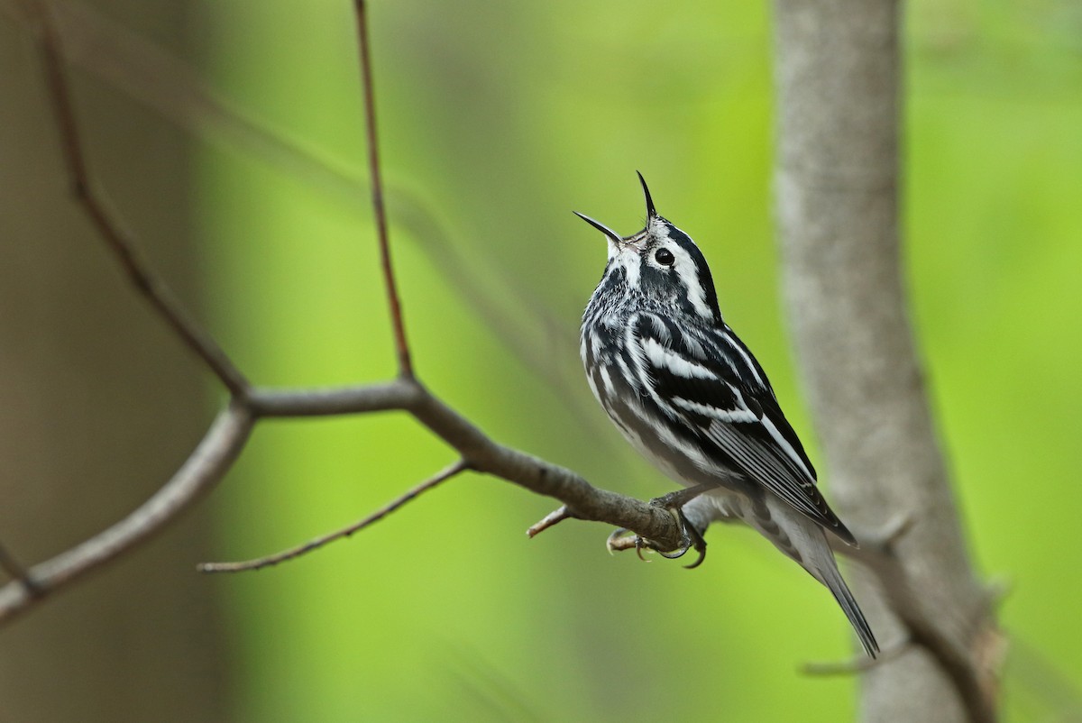 Black-and-white Warbler - ML100321791