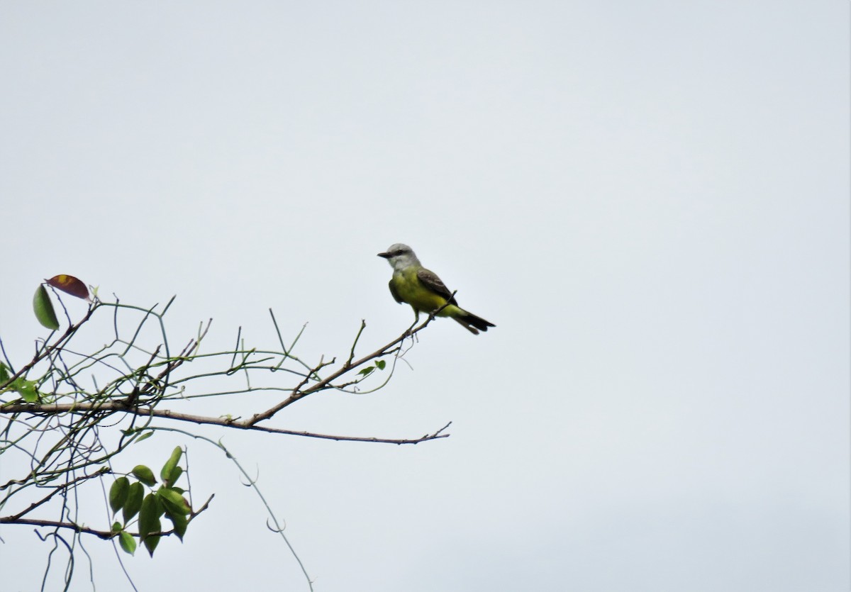 Tropical Kingbird - ML100322731