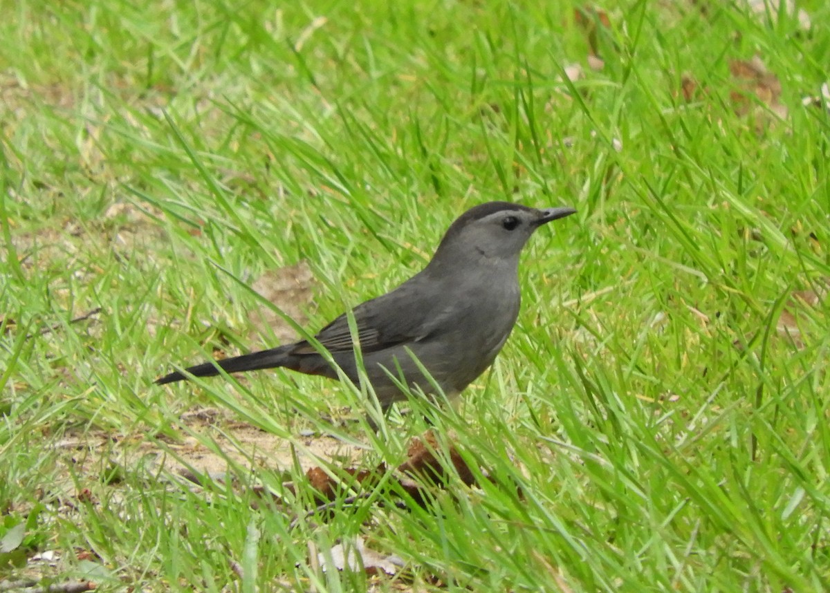 Pájaro Gato Gris - ML100323301