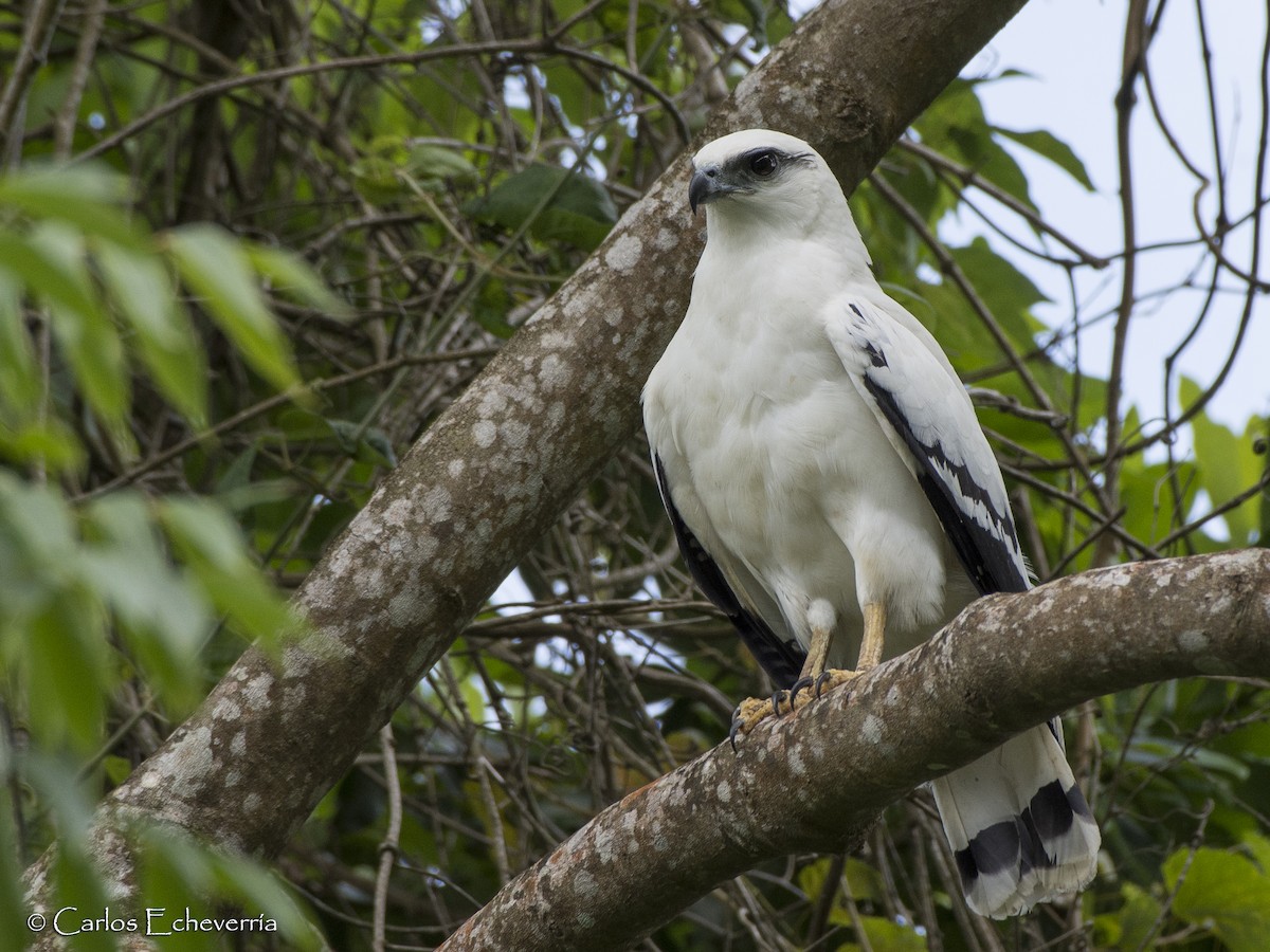 White Hawk - ML100323511