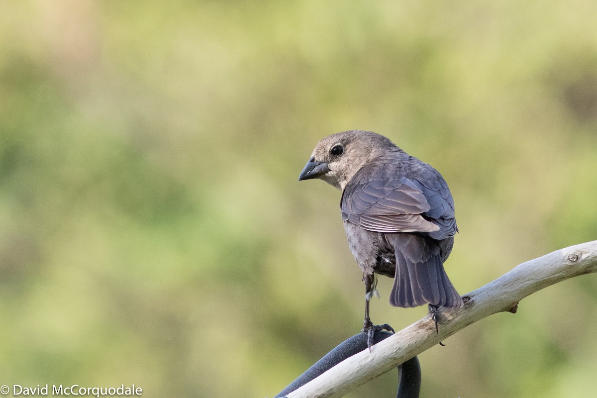 Brown-headed Cowbird - David McCorquodale