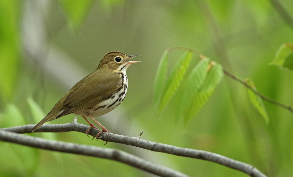 Ovenbird - ML100325481