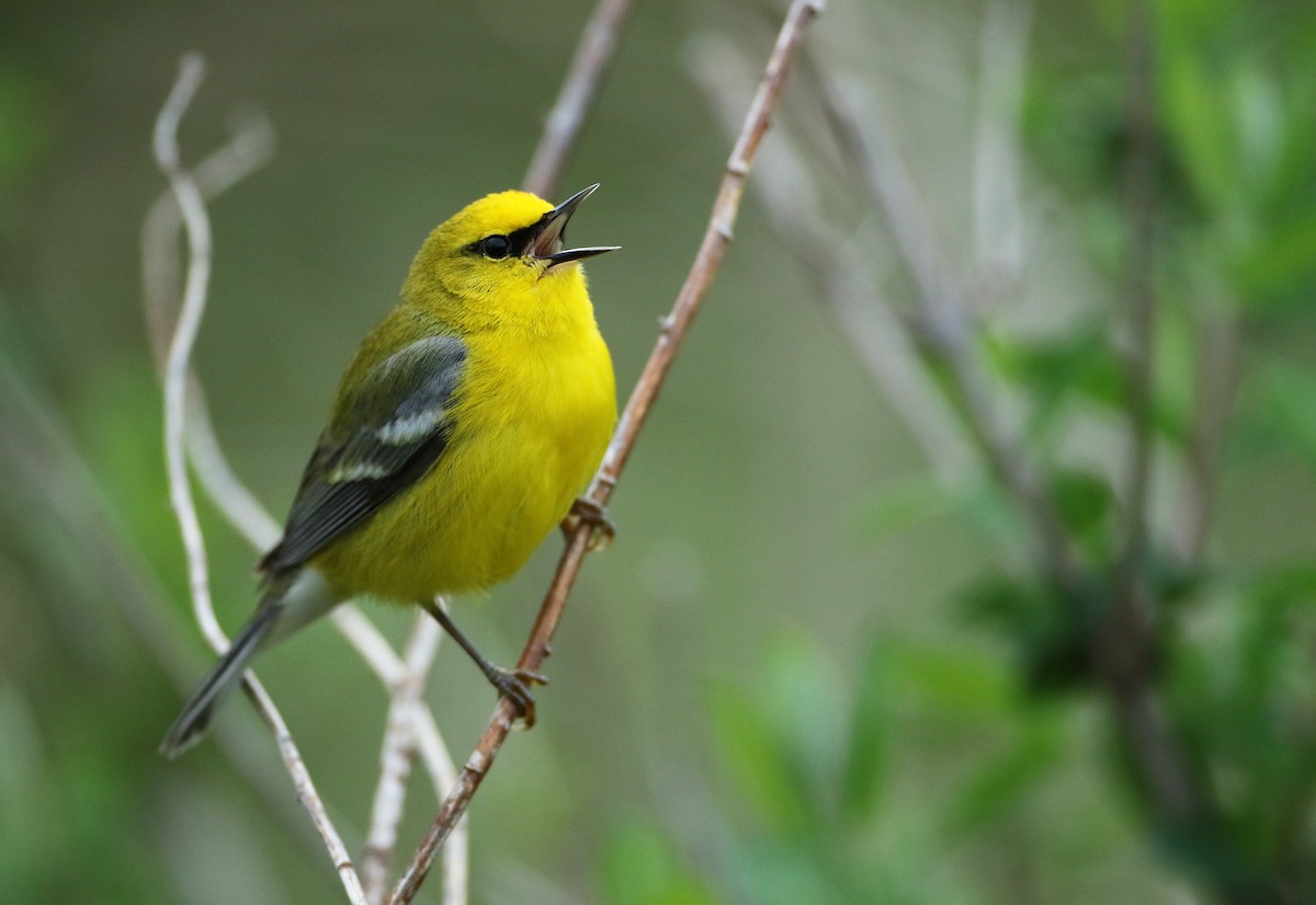 Blauflügel-Waldsänger - ML100325541