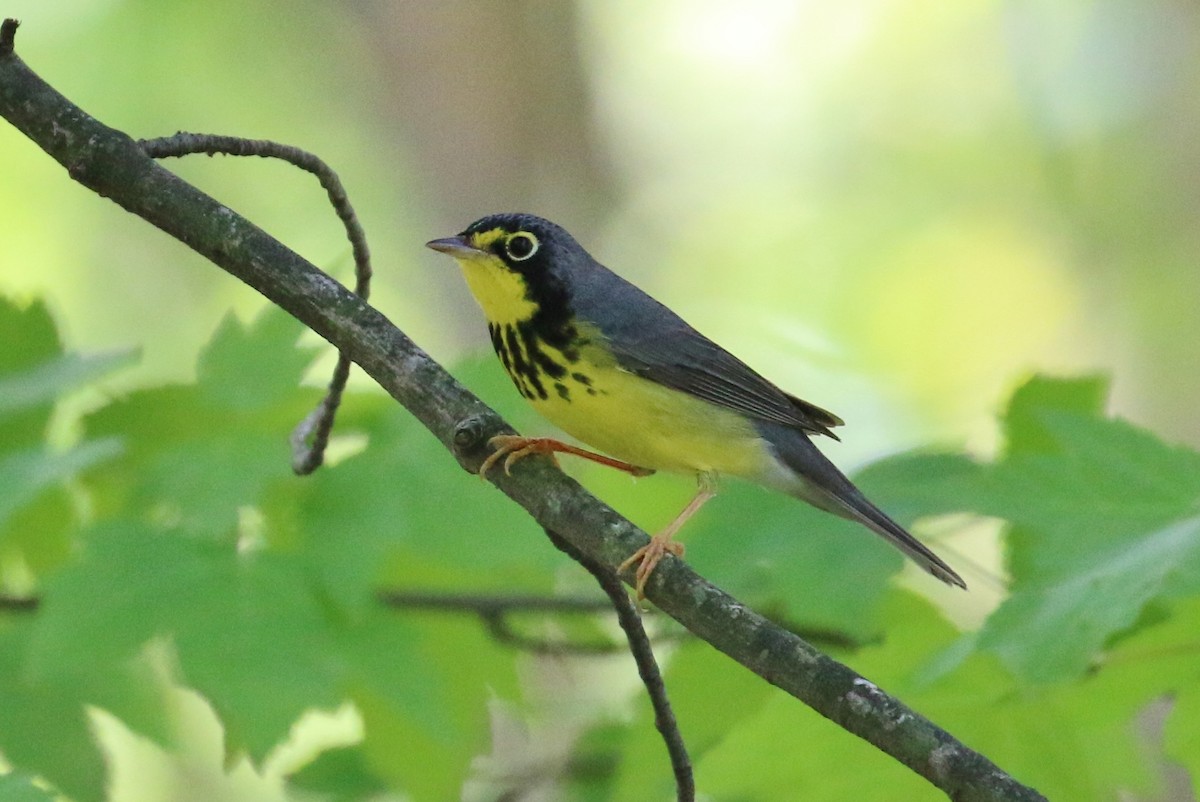 Canada Warbler - ML100325941