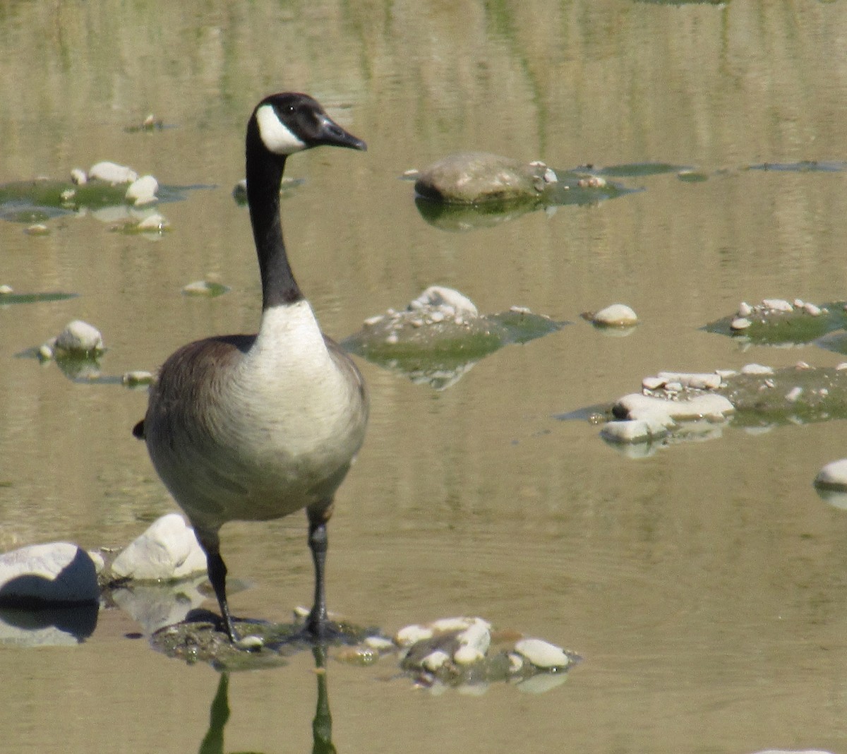 Canada Goose - Ed Dunn