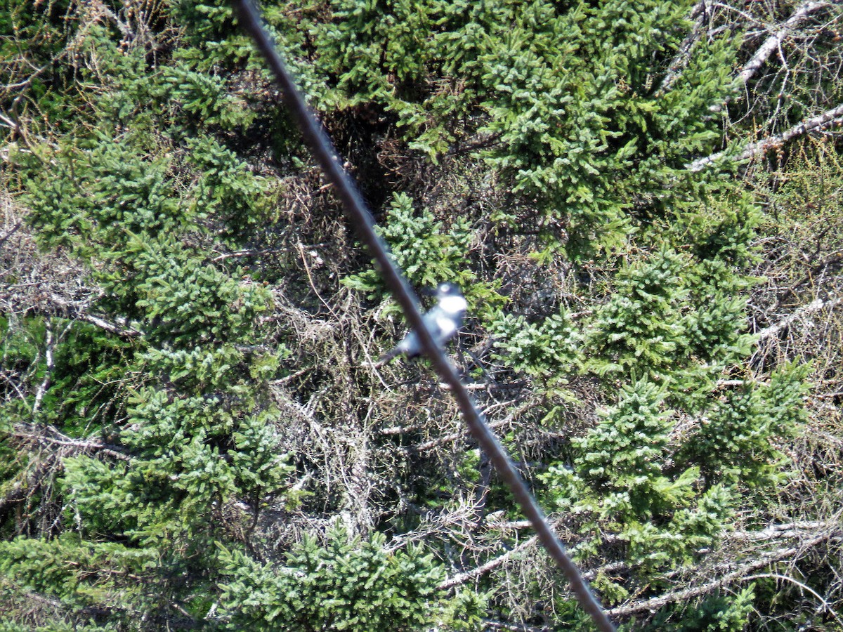 Belted Kingfisher - ML100326651