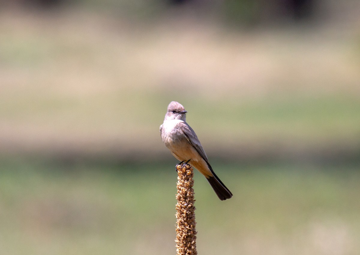 Say's Phoebe - ML100329481