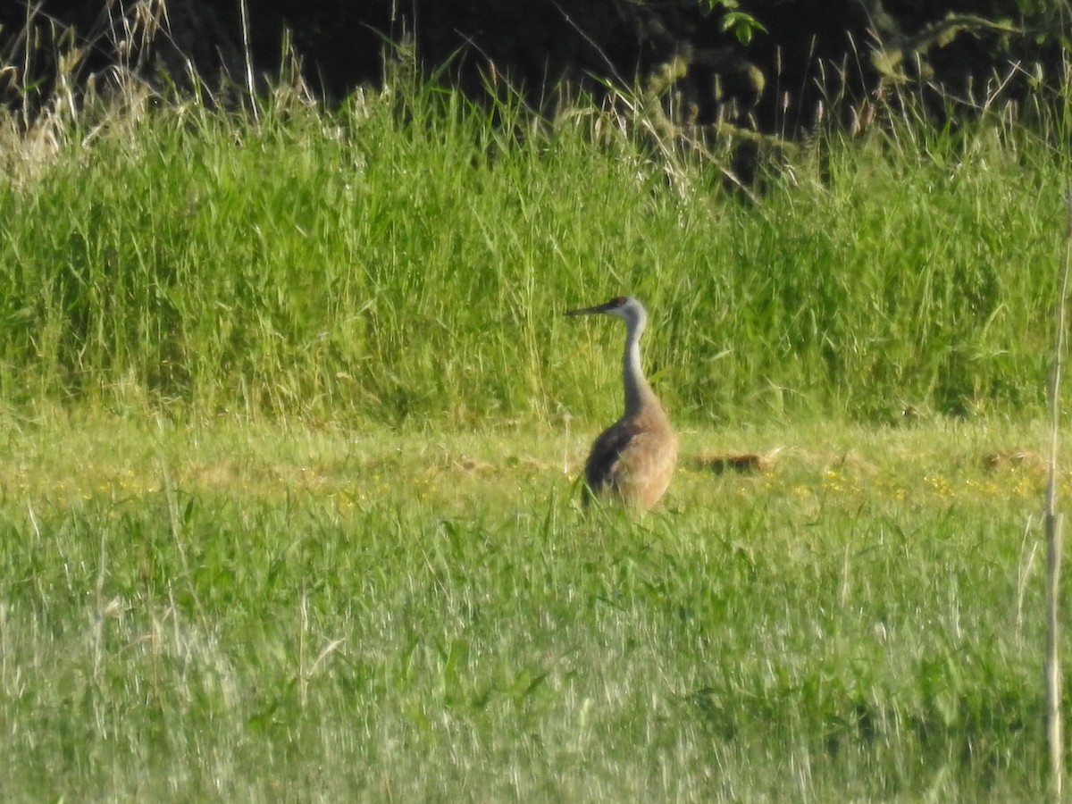 Sandhill Crane - ML100329621