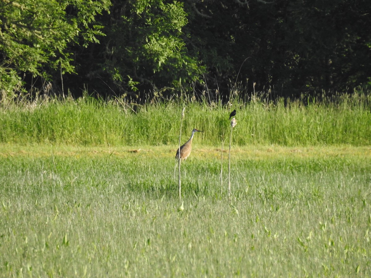 Sandhill Crane - ML100329631