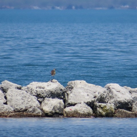 Whimbrel (Hudsonian) - ML100330611