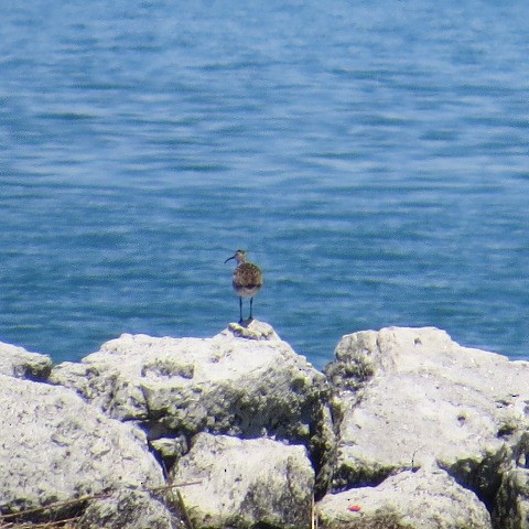 Whimbrel (Hudsonian) - ML100330621