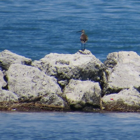 Whimbrel (Hudsonian) - ML100330631