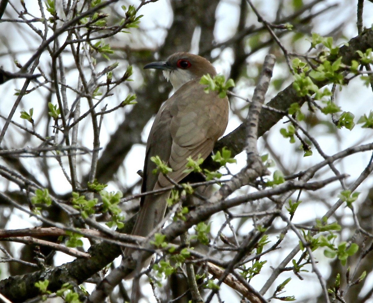 svartnebbgjøk - ML100336261