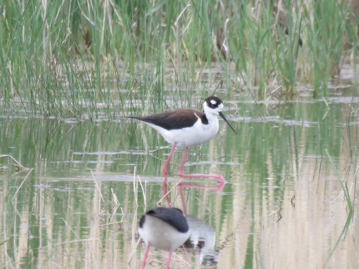 Black-necked Stilt - Suzi Holt