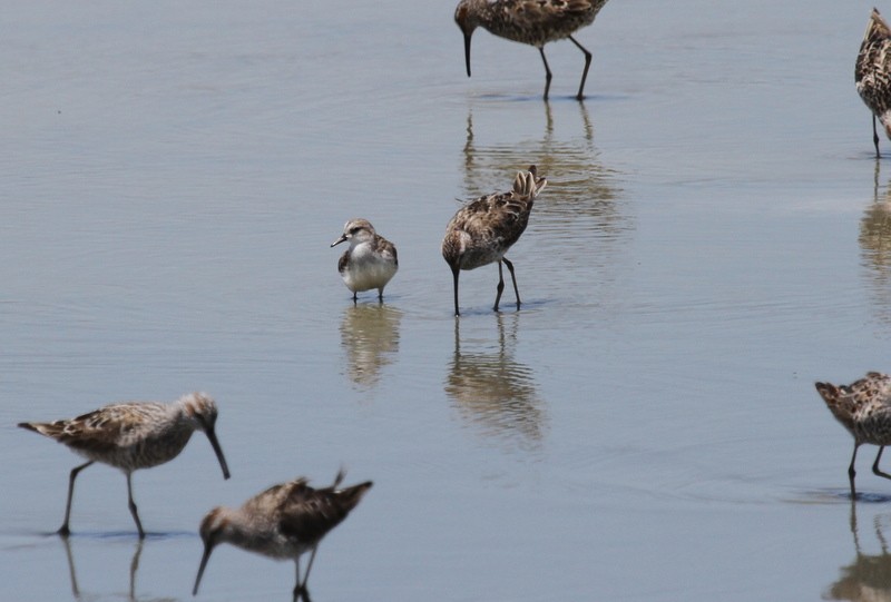 Semipalmated Sandpiper - ML100338581