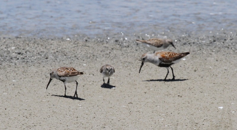 Semipalmated Sandpiper - ML100338641