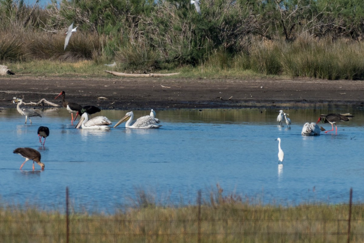 Dalmatian Pelican - ML100339371