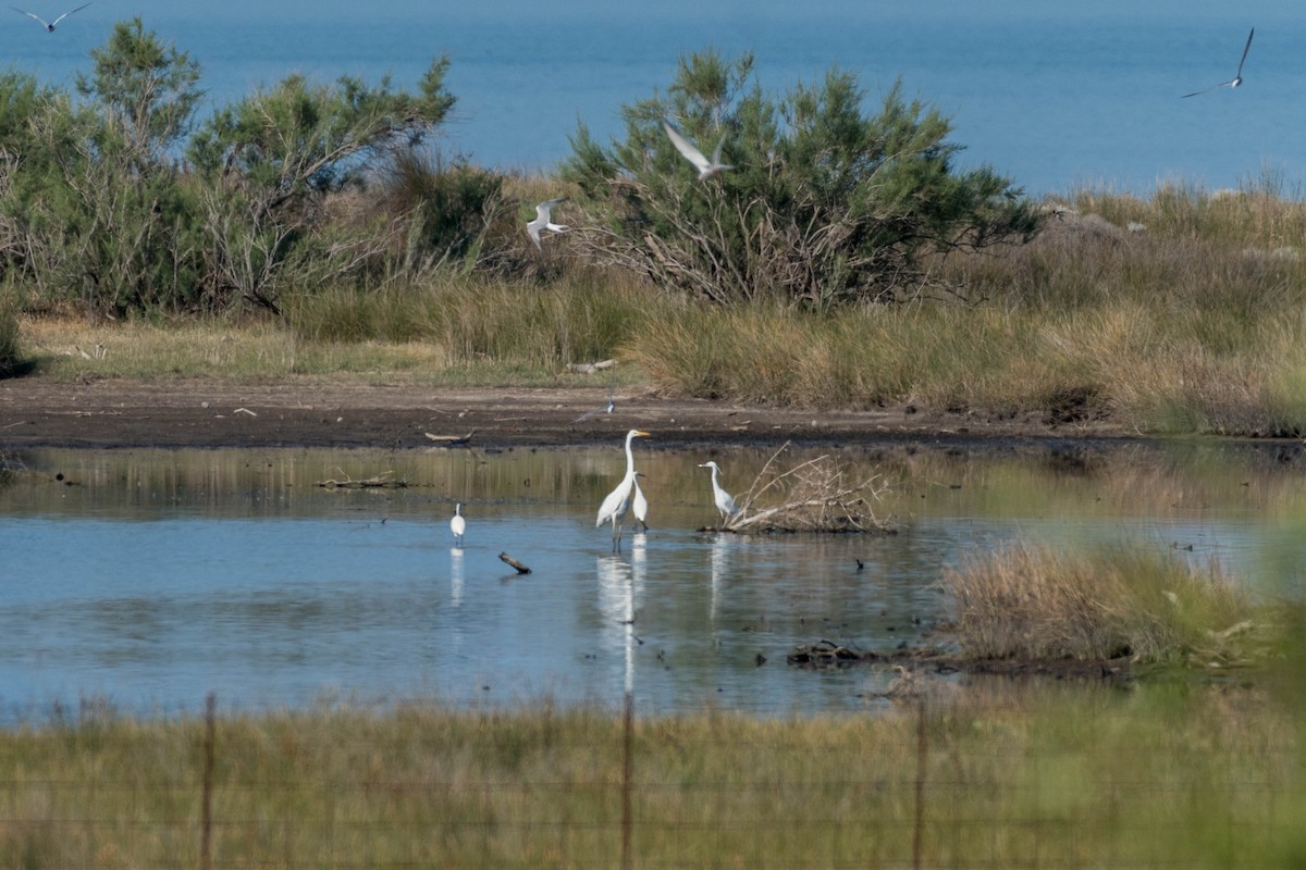 Great Egret - ML100339441