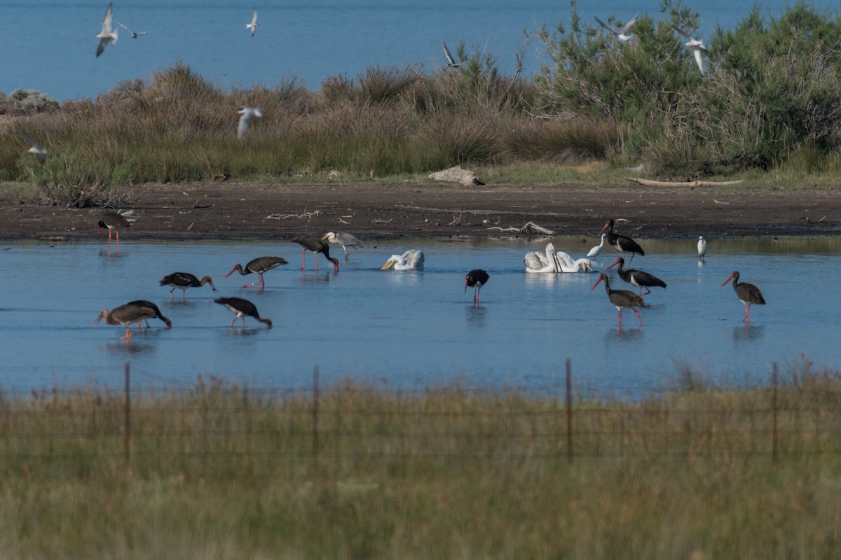 Black Stork - ML100339491