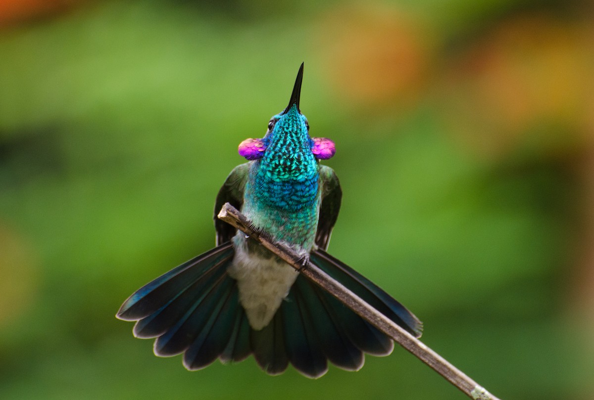 White-vented Violetear - ML100339521