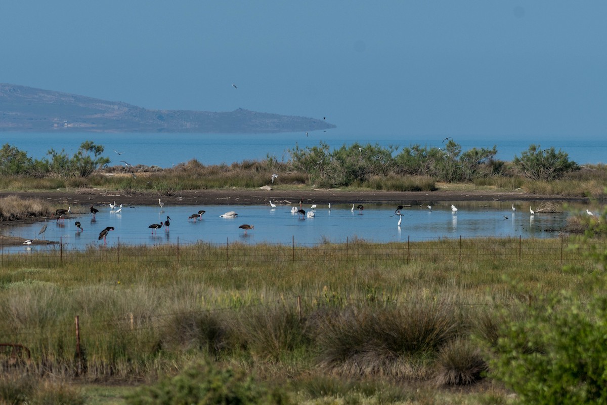 Little Egret - ML100339581