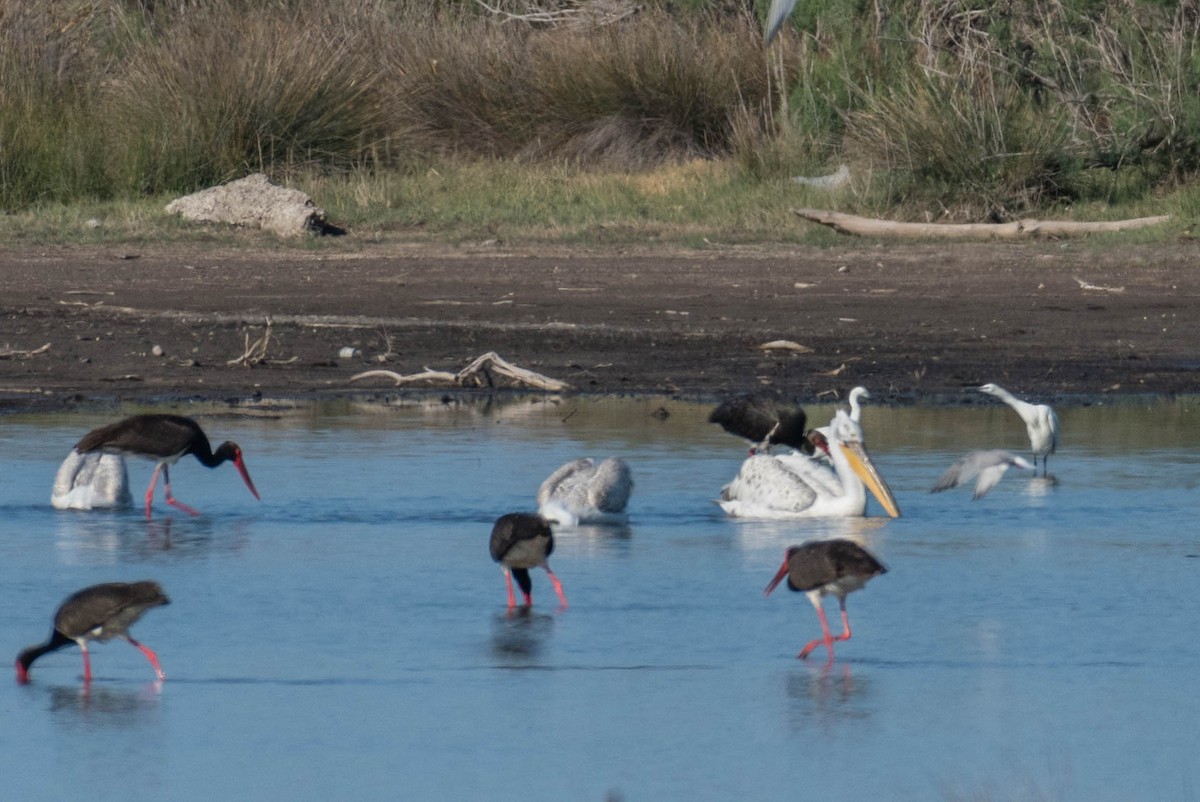 Dalmatian Pelican - Raphaël Nussbaumer