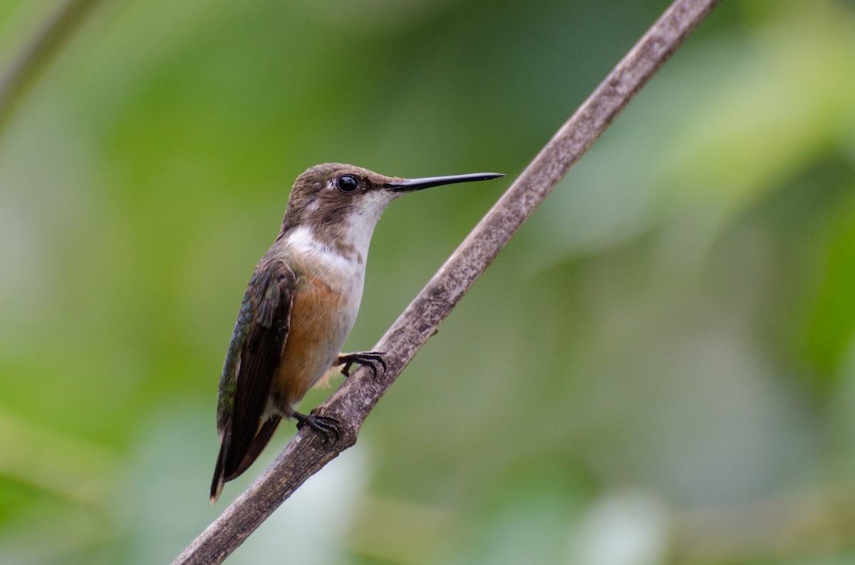 Amethyststernkolibri - ML100339641