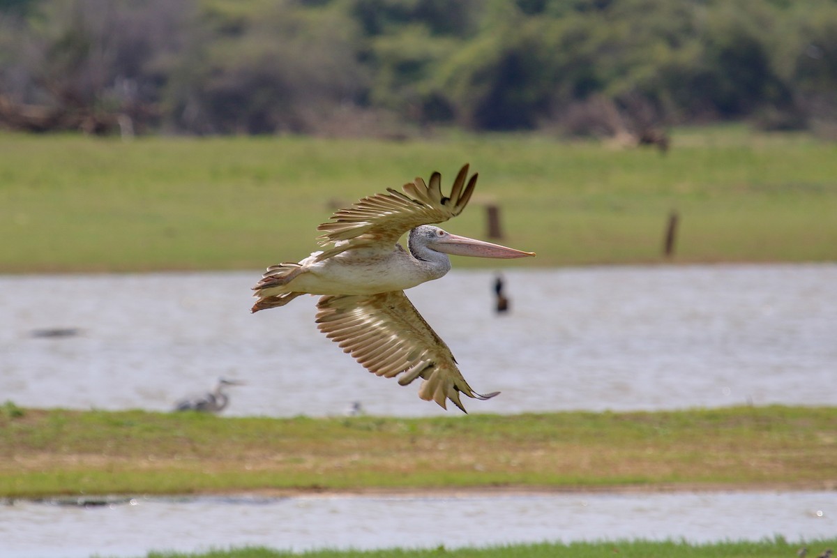 Spot-billed Pelican - ML100340461