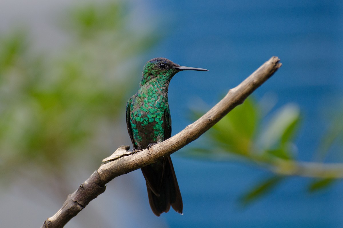 Violet-capped Woodnymph - ML100340481