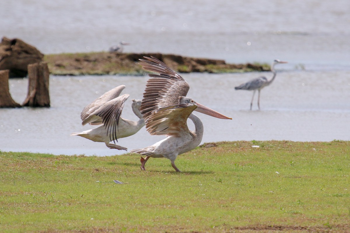 Spot-billed Pelican - ML100340651