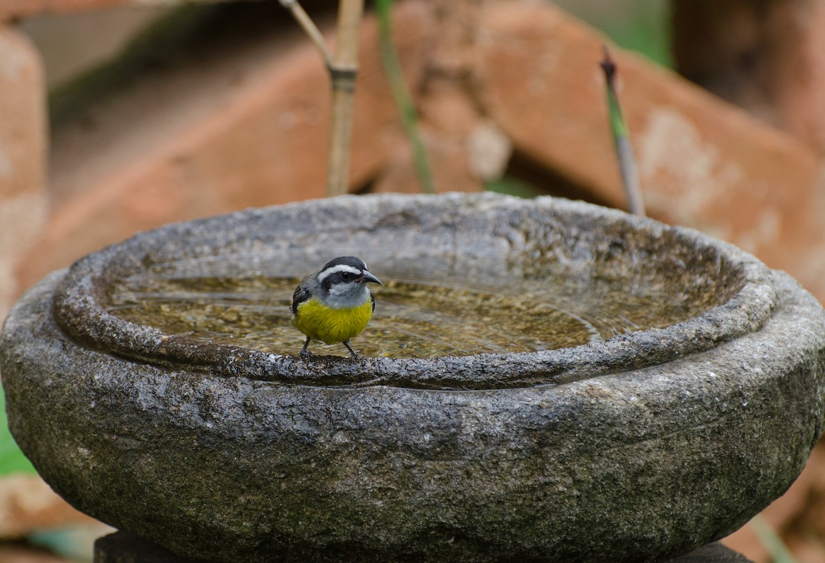 Bananaquit - ML100341251