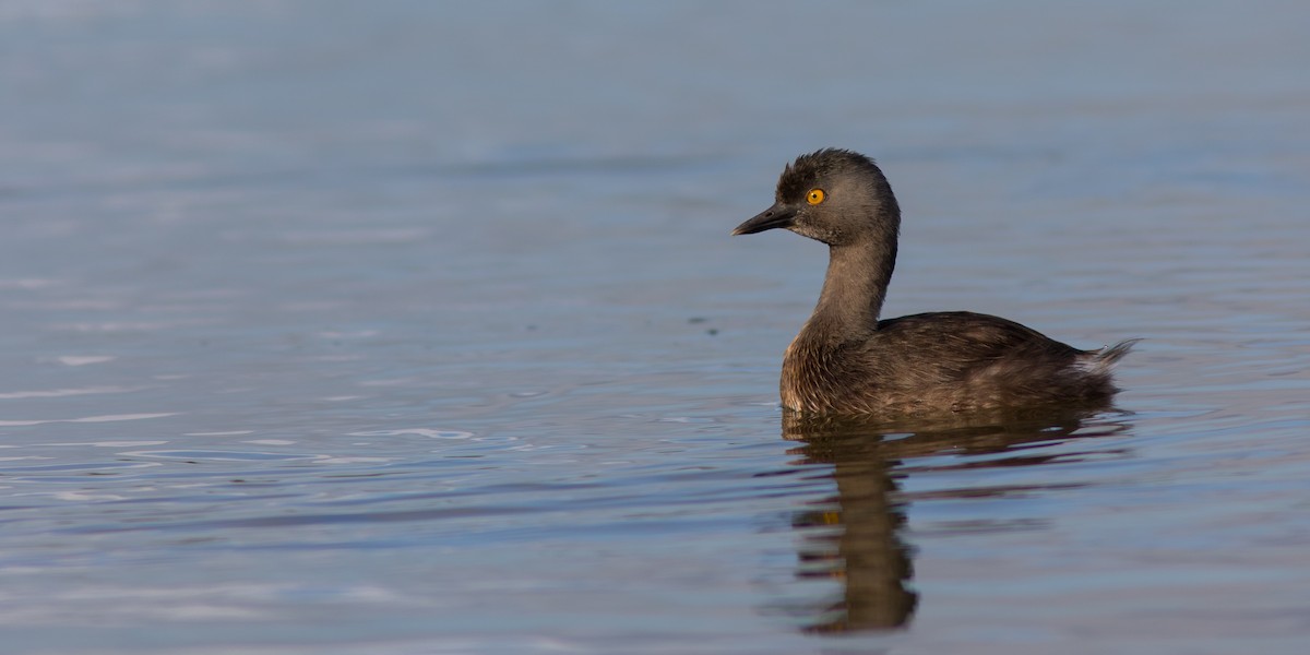 Least Grebe - ML100341521