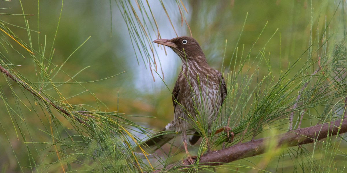 Pearly-eyed Thrasher - ML100341541